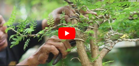 Kampung Tematik Series: 13. Kampung Bonsai